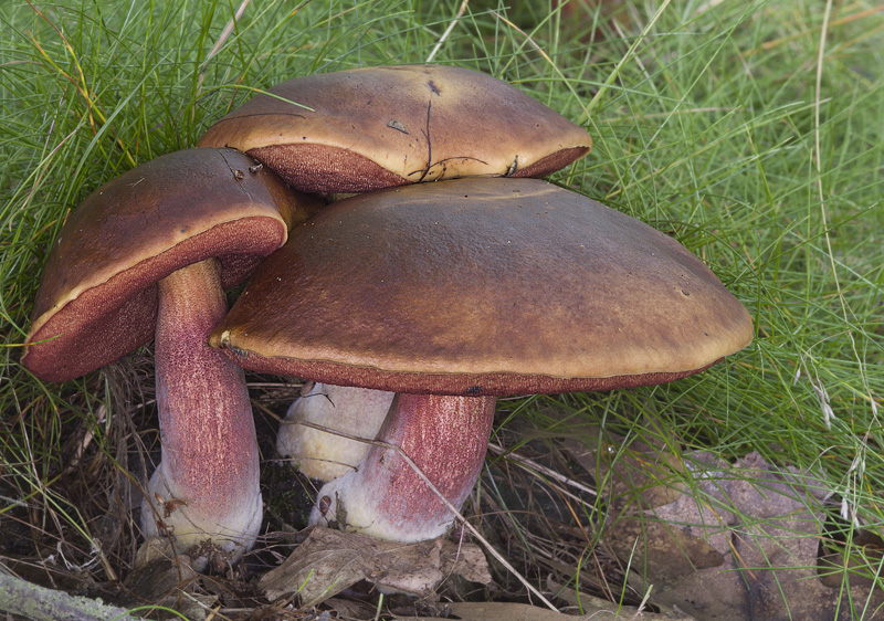 Boletus luridiformis